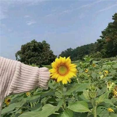 风色大陆内购破解版下载